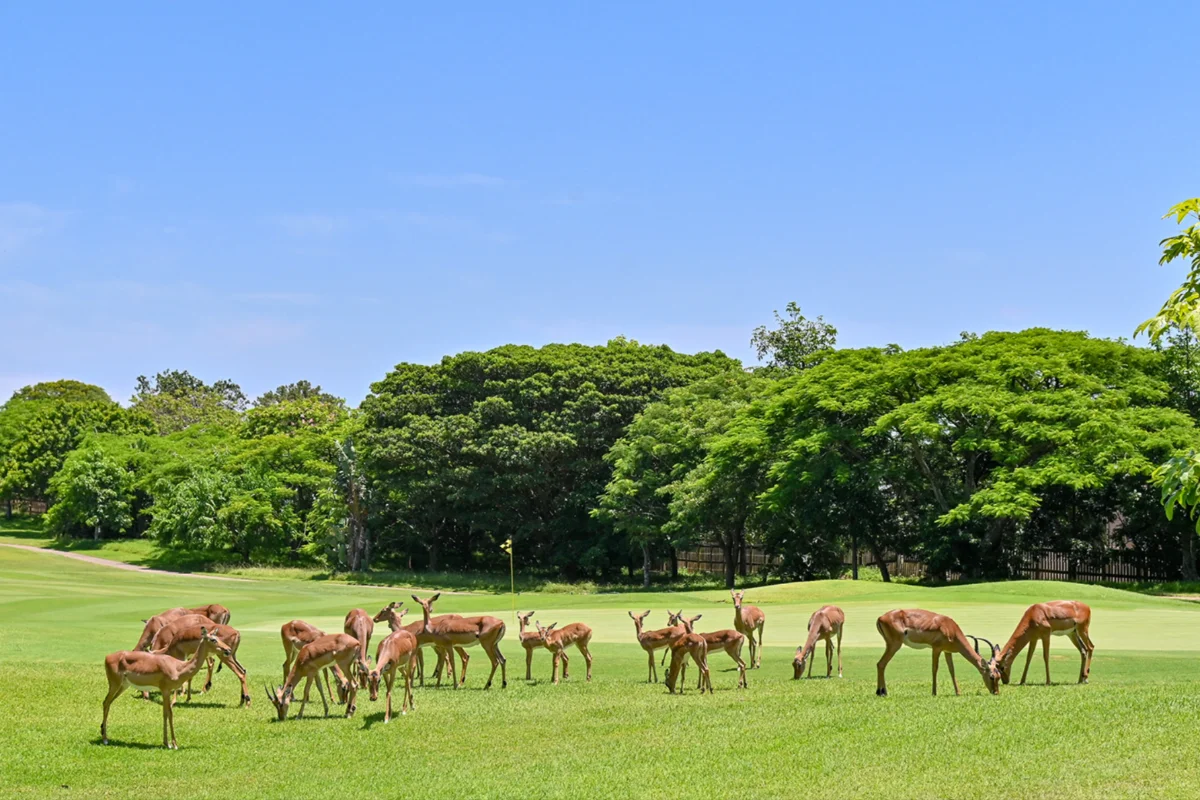 Mount Edgecombe Country Club
